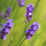 کتاب پایه اول